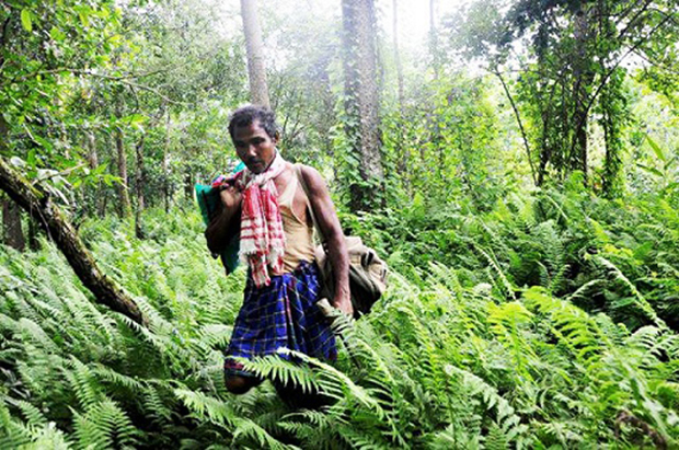 Man Works 30 Years to Turn Sandbar into Lush Forest